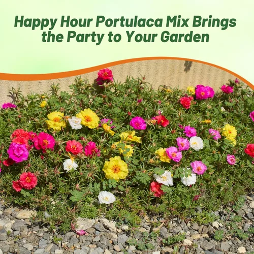 Vista 6 de Outsidepride Happy Hour - Semillas mixtas de rosa musgo, 250 piezas anuales, tolerantes a la sequía y al calor, semillas de cobertura del suelo