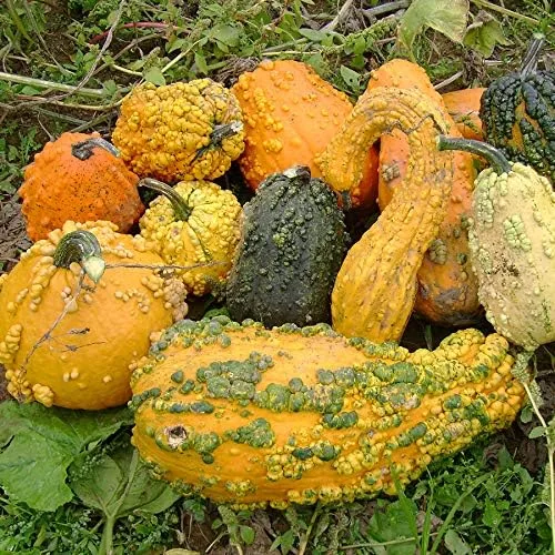 Vista 2 de Park Seed Mezcla completa de calabaza grande y pequeña, paquete de 25 semillas Large & Small Mix