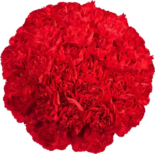 Vista 4 de GlobalRose 100 flores de clavel rojas - Claveles al día siguiente flores frescas para entrega Prime - Ramo fresco seleccionado a mano para Rojo