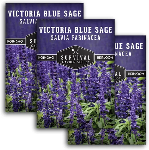 Vista 11 de Victoria - Semillas de salvia azul para plantar – Salvia Farinacea – Flores polinizadoras para bordes y jardines de cabaña – Semillas de jardín