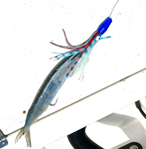 Vista 3 de Lobo Lures Micro-Typhoon UV 5 "Mahi Tuna Ahi Señuelo Trolling Señuelo Big Game