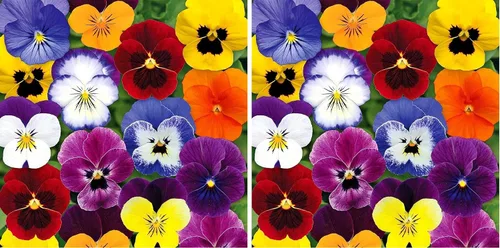 Vista 6 de Viola Tricolor Seed Mix Viola Tricolor Wild Pansy Sweet Violets Johnny-Jump-Up Garden Pansy Jacea Tricolor 40+ Semillas para plantar flores