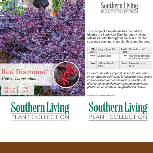 Vista 4 de Arbusto de diamante rojo Loropetalum de 2 galones de Southern Living