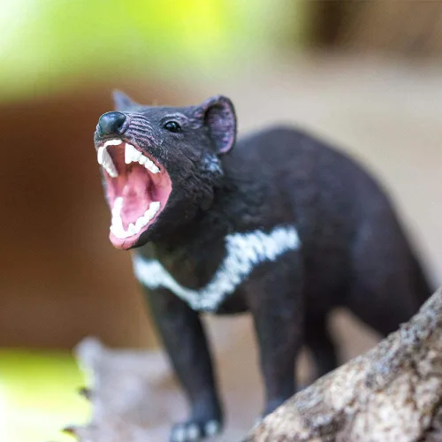 Vista 6 de Safari Ltd. Tasmanian Devil Figurine - Figura marsupial realista de 3.5 pulgadas, juguete educativo para niños, niñas y niños a partir de 3 años