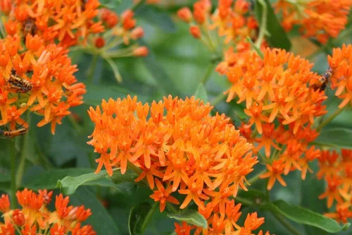 Vista 3 de Asclepias Tuberosa - Semillas de flor de algodoncillo de mariposa naranja (100 unidades) Seeds2Go