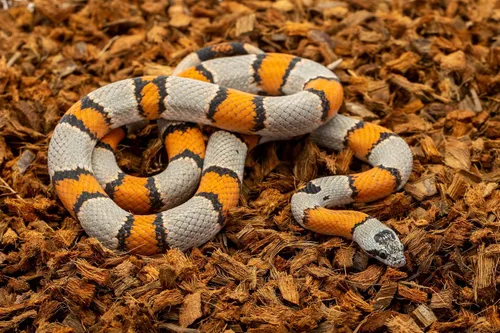 Vista 7 de ReptiChip - Sustrato de reptil con chips de coco de 72 cuartos de galón de capacidad, bloque de cáscara de coco orgánico comprimido para hábitat