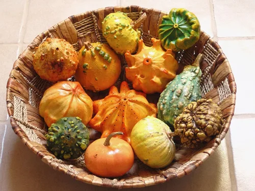 Vista 6 de Semillas ornamentales de mezcla de calabaza gigante, vegetales tradicionales para plantar 10 semillas decorativas únicas sin OMG