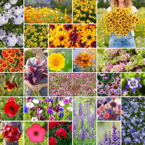 Vista 18 de Eden Brothers Native Western Xeriscape - Mezcla de semillas de flores