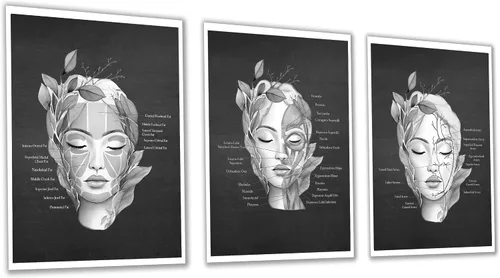 Vista 3 de Gnosis Picture Archive Cuadro de anatomía facial de almohadilla de grasa facial, músculos, vasos sanguíneos, juego de 3 impresiones artísticas sin