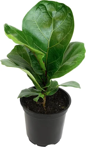 Vista 12 de Plantas for Pets - Higuera de hoja de violín (paquete de 4), paquete de plantas Ficus Lyrata, entrega de plantas vivas de Ficus, decoración popular
