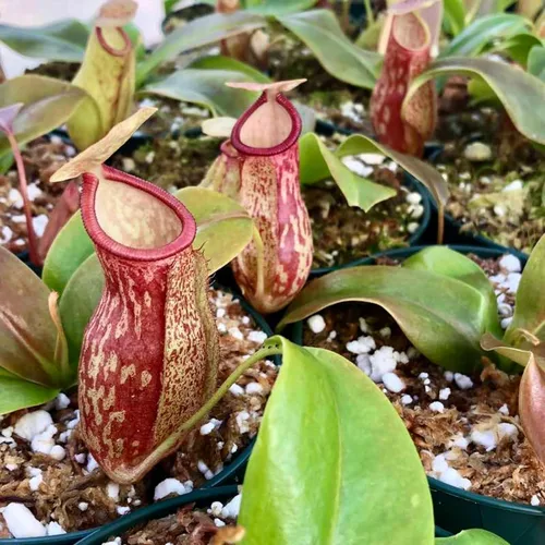 Vista 2 de Planta de jarra carnívora, planta de inicio vivo en una maceta de 2 pulgadas, Nepenthes St Gaya, hermosas plantas carnívoras tropicales de fácil
