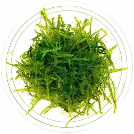 Vista 3 de Musgo para acuarios Musgo acuático vivo (Musgo de Java en taza de 4 oz, 1)