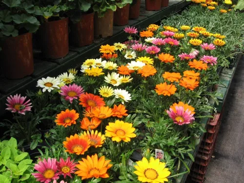 Vista 4 de Semillas Treasure Flower Mix (Gazania) Flores anuales para plantar