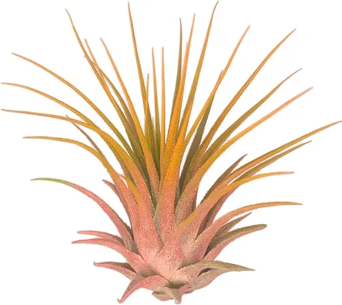 Vista 8 de Planta de aire Rainbow Tillandsia, planta de aire Tillandsia, planta de aire, purificación de aire, planta de casa, decoración y regalo para el azul