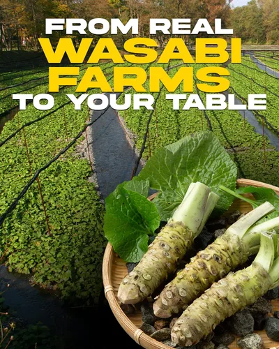 Vista 2 de Wasabi-O Real Wasabi Powder – Condimento japonés fresco de raíz de wasabi para sushi, salsa y salsas – puro, vegano y sin gluten – Calidad premium