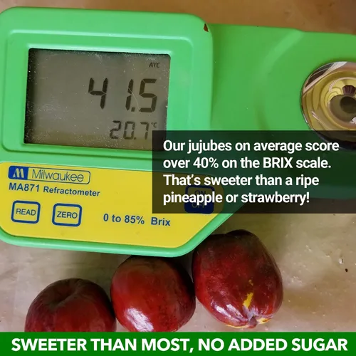 Vista 6 de JUJUME Jujubes Orgánicos Certificados por USDA Cultivados en California Frutas de Datil Rojo Clasificados Individualmente 3 Veces para Control