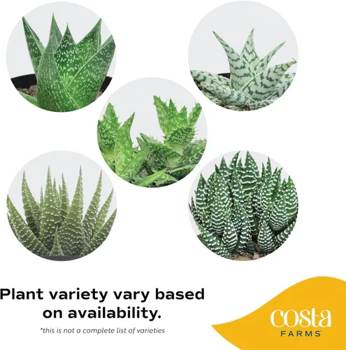 Vista 4 de Costa Farms - Suculentas Haworthia, planta de interior viva, con raíz, 6 pulgadas de alto, en maceta cultivadora, paquete de 3