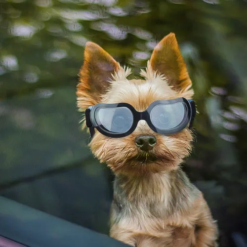 Vista 6 de ENJOYING Lentes de sol para perros de razas pequeñas, antirayos UV para perros pequeños, resistentes al viento, protección ocular de perro