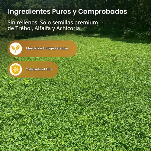 Vista 2 de Semillas de parcela de alimentos de alfalfa + trébol para ciervos [perennes] – Semillas de parcela de alimentos perennes – Mezcla de semillas