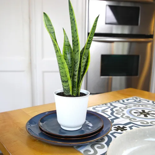 Vista 2 de Plants for Pets - Planta de serpiente viva con maceta blanca decorativa, suculentas Sansevieria Trifasciata Laurentii, plantas