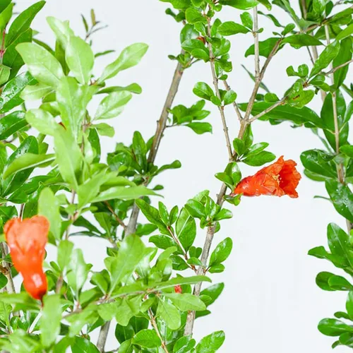 Vista 4 de Perfect Plants Wonderful Pomegranate Tree, 2 Gallon, Live Plant Self-pollinating with large red fruit ripening in September, zones 8-11, showy