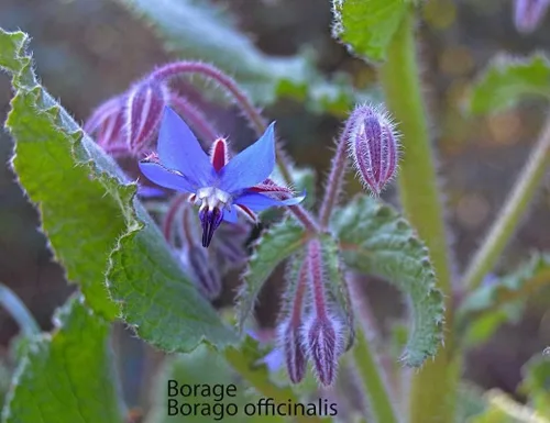 Vista 3 de 200 semillas de borraja - Flor de estrella - Semillas de flores silvestres polinizadas abiertas sin OMG - Borago officinalis
