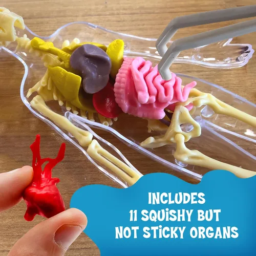 Vista 3 de Thames & Kosmos Ooze Labs: Cuerpo Humano Visible con Órganos Apretujables