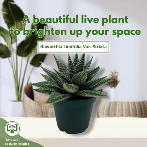 Vista 3 de BubbleBlooms Haworthia Miami, 2 pulgadas wandera Tropiflora Lace Aloe