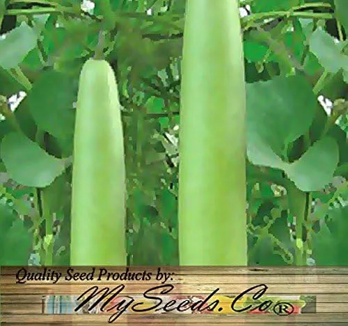 Vista 4 de Paquete grande - Semillas sin transgénicos de MySeeds.Co