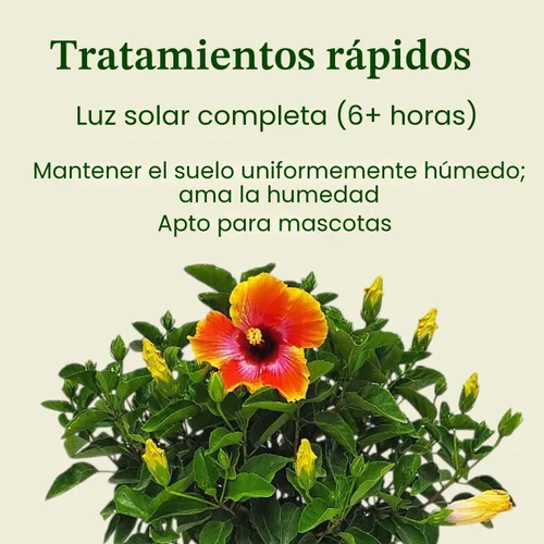 Vista 6 de Arbusto de Hibisco Fiesta - Planta Floreciente de Hibisco Viva - Planta de Flor Tropical - Maceta de 1 Galón - Altura Total de 10" a 14" - Plantas