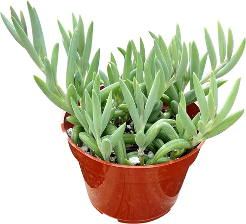 Vista 10 de Suculenta viva de 4 pulgadas "Baby Toes Fenestraria Rhopalophylla, plantas suculentas vivas completamente enraizadas, planta