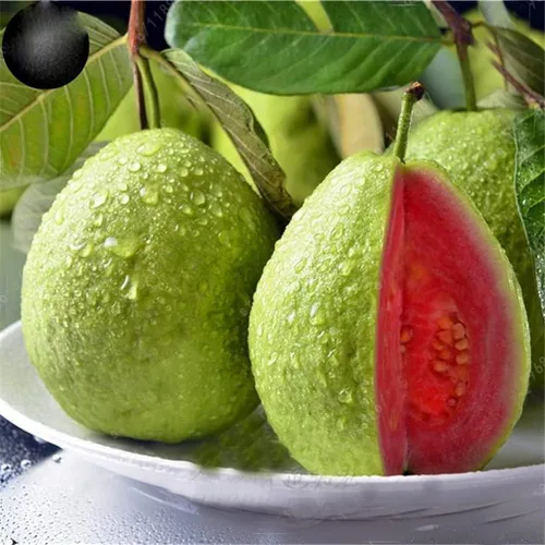 Vista 11 de Semillas de frutas para plantar - Semillas de frutas de jardín (caqui americano - 10 semillas)