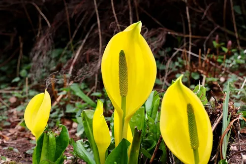 Vista 5 de 10 semillas de flor de col lysichiton americanus mofeta húmeda de lysichiton amarillo