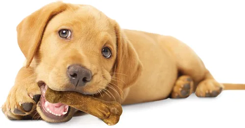 Vista 10 de Nylabone Healthy Edibles - Golosinas para cachorros, sabor cordero