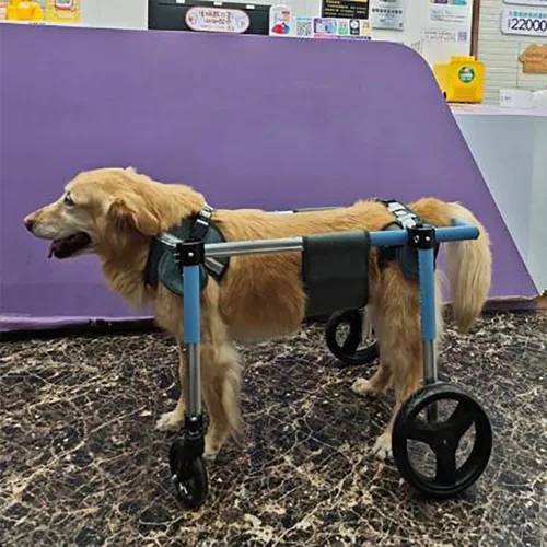 Vista 3 de Silla de ruedas ajustable para perros – Ayuda de movilidad de aluminio, soporte de 4 ruedas, ajuste con botón, neumáticos de doble rodamiento