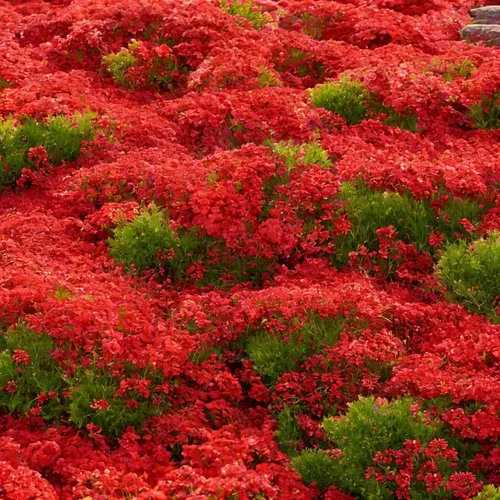 Vista 4 de Más de 5000 semillas de tomillo rastrero para plantar, semillas de timo mixtas perennes, semillas de timo sin OMG para jardín al aire libre