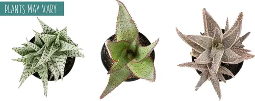 Vista 5 de Plantas suculentas de aloe vivo (paquete de 3), plantas suculentas viven en tierra para macetas, plantas suculentas en maceta, plantas vivas