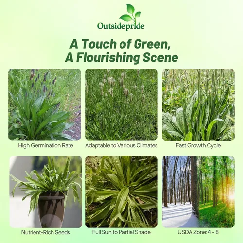 Vista 2 de Outsidepride Semillas de plátano inglés para plantar: 5,000 piezas de semillas de hierbas perennes, fáciles de cultivar para usos culinarios