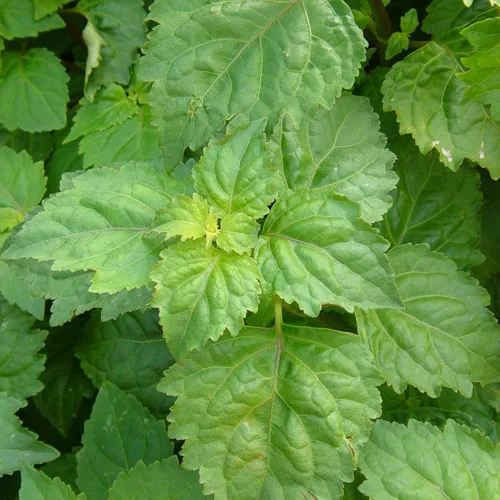 Vista 3 de Palm Beach Medicinal Herbs - Pachulí (Pogostemon cablin) - Paquete de 30 Semillas