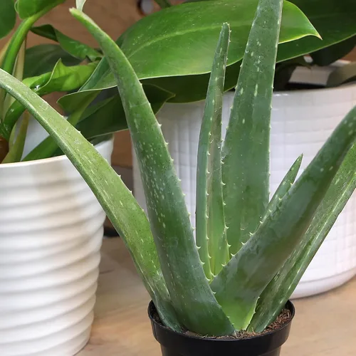 Vista 2 de Planta de aloe vera plantas suculentas vivas (paquete de 3), plantas suculentas vivas de aloe vera, planta de aloe vivo en maceta de aloe, plantas
