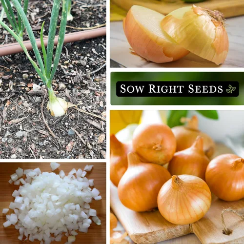Vista 4 de Sow Right Seeds Cebolla Grano Temprana de Texas