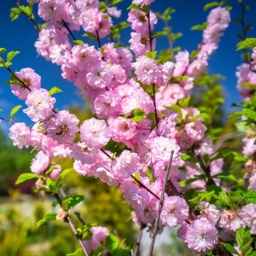 Vista 3 de Plantas de almendras en flor Árbol vivo, 7 a 11 inc. de altura, arbusto de ciruelo floreciente Planta ornamental planta ornamental doble flor rosa