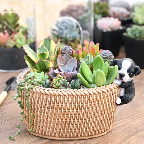 Vista 9 de Sprout N Green Plantas suculentas vivas, paquete de 5 suculentas surtidas en maceta de 2 pulgadas con mezcla de tierra, plantas pequeñas raras