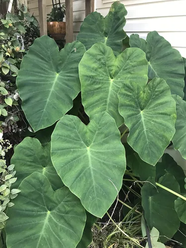 Vista 2 de 15 bulbos de taro de oreja de elefante verde (Colocasia Esculenta) por Greenhouse PCA