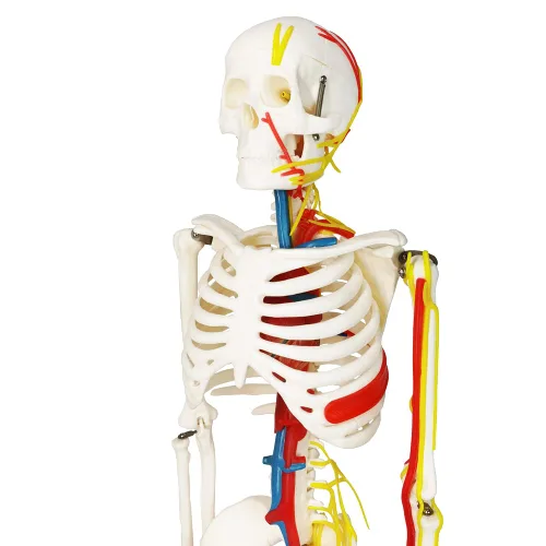 Vista 2 de EVOTECH SCIENTIFIC Mini modelo de esqueleto humano para anatomía, modelo de esqueleto humano de tamaño natural de 33.5 pulgadas, 1/2 con nervios