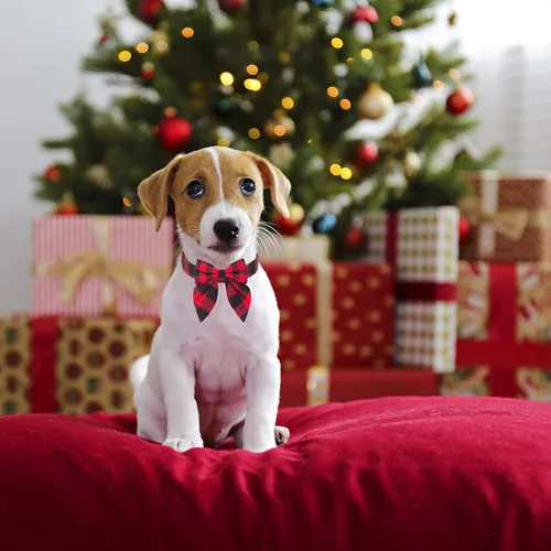 Vista 3 de ADOGGYGO Collar de Navidad para perro con lazo, ajustable de algodón rojo a cuadros, collares de Navidad para perros pequeños, medianos y grandes