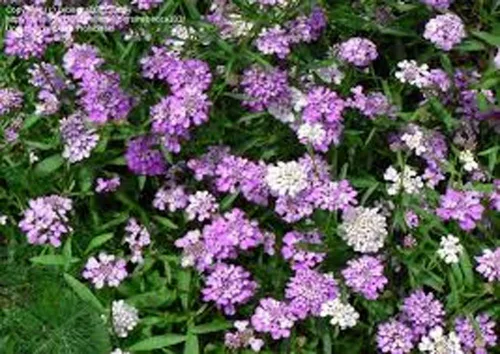 Vista 4 de Candytuft, Tall Mix Seeds, 100 semillas, rosa hermoso, lavanda, flores blancas