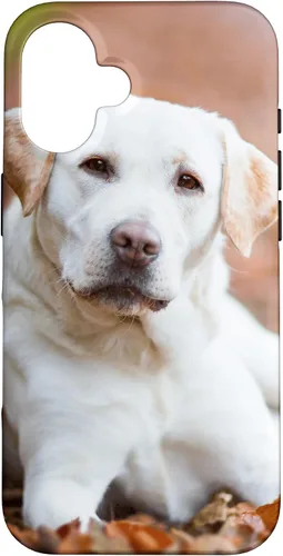 Vista 32 de Labrador Retriever Dog Lover - Carcasa para iPhone 17