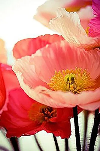 Vista 2 de 10,000 semillas de amapolas Double Shirley: semillas de amapola pastel