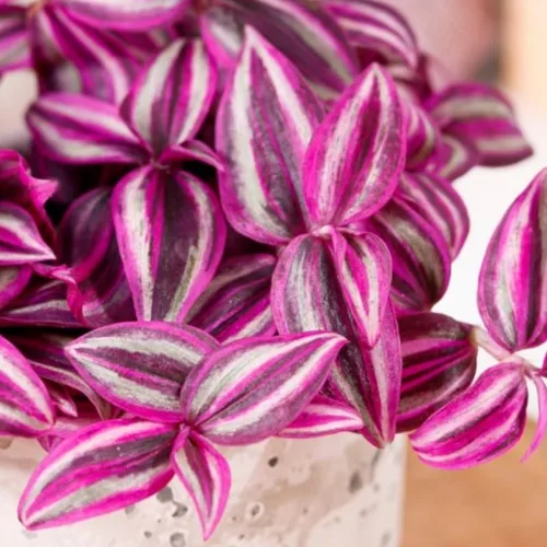 Vista 5 de 2 plantas vivas judías errantes de Tradescantia púrpura
